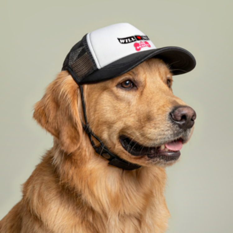 Will Sit for Treats Dog Foam Trucker Hat